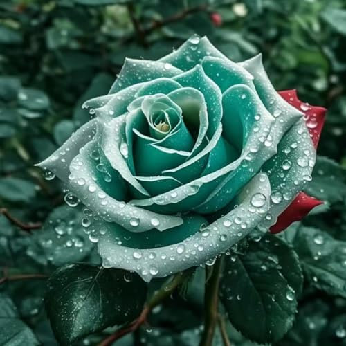 Kletterrose in Rosa - Kletter-Rose winterhart & duftend - Pflanze für Rankhilfe im 5 Liter Container von - Pflanzen in Top Qualität-Frosthart bis -25°C (LU)