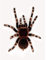 Wee Blue Coo Redknee Tarantula Spider Arachnid Art Print Poster Wall Decor Kunstdruck Poster Wand-Dekor-12X16 Zoll
