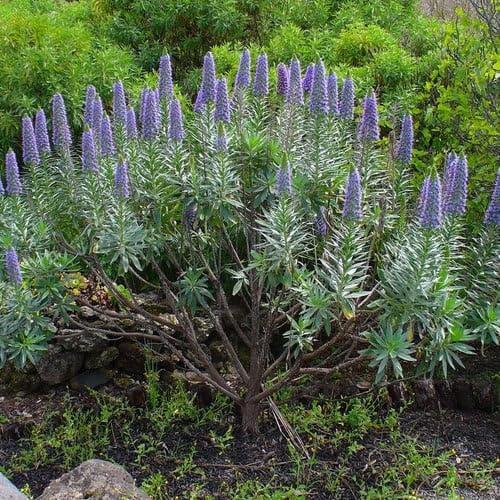 Plant World Seeds - Echium Webbii Seeds (Exotic Flower Seeds)