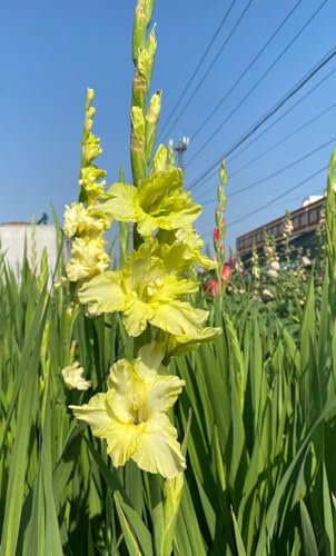Gladiolen Zwiebeln , Dekorative Pflanzen FüR Den Garten Gladiolen Samen Gladiolen knollen Gladiolen Zwiebeln Winterhart