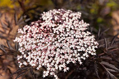 Schwarzer Holunder Sambucus nigra 'Black Lace' im Topf gewachsen ca. 40-60cm