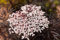 Schwarzer Holunder Sambucus nigra 'Black Lace' im Topf gewachsen ca. 40-60cm