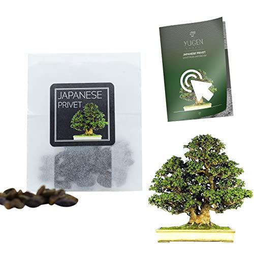 30 Japanese Privet Bonsai Seeds | Ligustrum Japonicum | Growing Guide | Grow Your Own Bonsai Tree | Bonsai Beginners and Enthusiasts