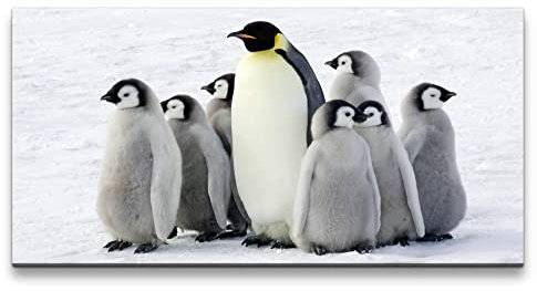 Paul Sinus Leinwandbild 120x60cm Pinguine Babys Kaiserpinguine Flauschig Eis Schnee