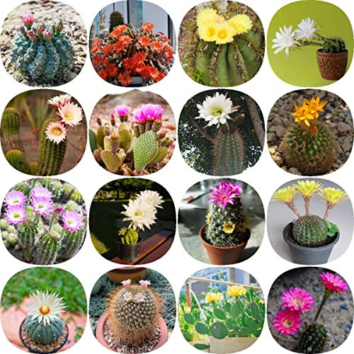 Kaktussamen - Opuntia Dillenii - Kakteen Und Natürliche Sukkulenten Zur Dekoration Und Beleuchtung Ihres Zuhauses - Seltene Samen Für Den Innen- Oder 200 Stück