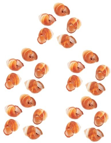 Parliky 25pièces Coquilles Naturelles Escargots pour Cuisine Accessoires Sécurisés pour Boulot De Restauration Coquilles Décoratives pour Escargots Au Four
