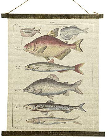 Schulwandkarte Wandbild Fische Lachse Biologie Nostalgie Leinwand 72x60cm
