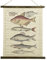 Schulwandkarte Wandbild Fische Lachse Biologie Nostalgie Leinwand 72x60cm