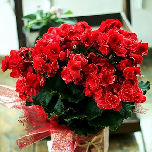 Begonia Red Flower Seeds- Houseplant or Garden - 30 Pelleted Seeds