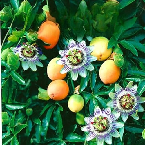 Passion Flower Bluecrown 30 Seeds + Plant tag + Freebie - Vine Climber - Passiflora