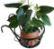 zwxqe Soporte para plantas de barandilla, colgador de barandilla de cubierta de hierro y potos, soporte para macetas para el hogar, soporte de flores de 22 cm, decoración de balcón, jardín y valla