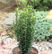 Säulen Bergilex Stechpalme 20-25cm - ilex crenata