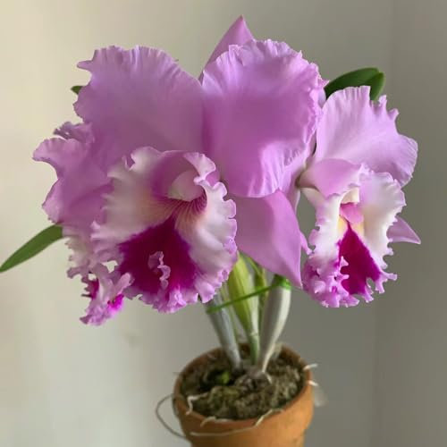 50 Pcs Cattleya Samen, Geschenke Für Gärtner, Herbstblumen Winterhart Orchideen Samen, Samen Winterhart, Blumensamen Gastgeschenk Wildflower Gartendeko Für Draußen Blumendeko Herbstpflanzen