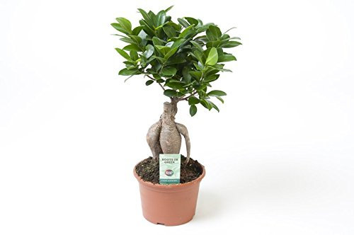 Ficus Ginseng, Ginseng Bonsai, (Ficus microcarpa), asiatischer Bonsai, verschiedene Größen (im 15cm Topf, ca. 35cm hoch)