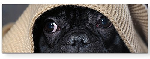 Eau Zone Wandbild auf Leinwand 150x50cm Französische Bulldogge