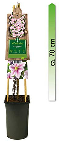 mgc24 Kletterpflanze Clematis Piilu Waldrebe im 2l-Container 1 Pflanze