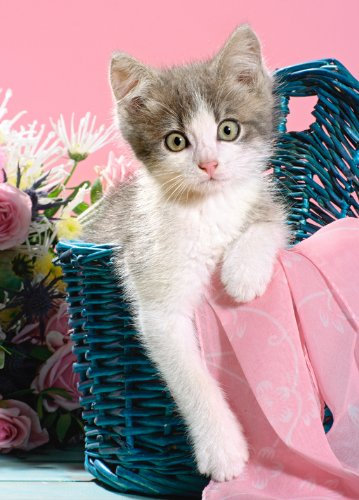 alles-meine.de GmbH Mini - Puzzle 80 Teile - Kätzchen - Castorland/Tier Tiere Kinder Kinderpuzzle Minipuzzle Minipuzzles