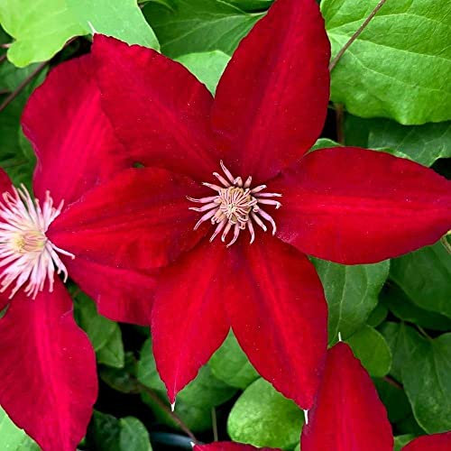 Plant Theory 60cm Cane Clematis Rebecca Red Flowering Vine Climbing Plant 3L Pot