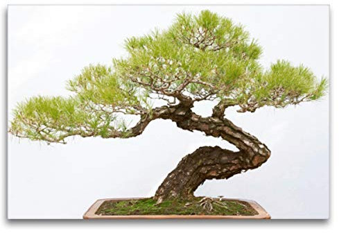 Premium Textil-Leinwand 120 x 80 cm Quer-Format Prächtiger Bonsai Baum, Sichuan Provinz, China. | Wandbild, HD-Bild auf Keilrahmen, Fertigbild auf hochwertigem Vlies, Leinwanddruck von CALVENDO Verlag