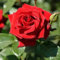 Rose Bush Mina, Garden Plants & Flowers