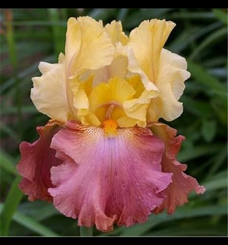 Bulbos de flores exterior iris - Bulbos iris de barba - Bulbos de flores exterior iris - bulbos de flores exterior todo año-4bulbos-C