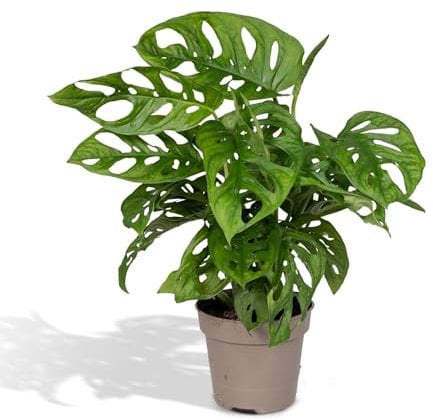 La Green Touch - Monstera Adansonii Monkey Leaf - Plante d'intérieur - Pot 12cm, Hauteur 30 cm