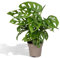 La Green Touch - Monstera Adansonii Monkey Leaf - pianta da interno - vaso 12 cm, altezza 30 cm