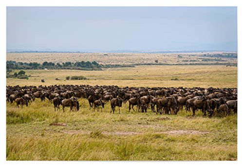 artboxONE Poster 75x50 cm Natur Gnus in der Masai Mara hochwertiger Design Kunstdruck - Bild GNU GNU Herde