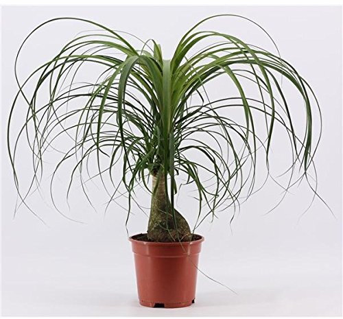 Beaucarnea recurvata Flaschenbaum - Elefantenfuß Wasserpalme, 50-70 cm, Pflegeleichte Zimmerpflanze, Luftreinigend & Wasserreservierend, Ideal für Wohn- und Bürobereiche