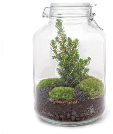 urbanjngl - Planten Terrarium im Glas - Weihnachtsbaum - Selbstregulierendes Ökosystem - Höhe 28 cm - Dekoratives Pflanzenarrangement für Ihr Zuhause