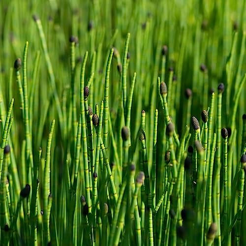 400 Stücke Equisetum Japonicum Samen - Schachtelhalm - Zinnkraut - Gartenpflanzen Winterhart Mehrjährig (Equisetum Arvense) Nachhaltige Geschenke Winterfeste Pflanzen Für Balkon Bodendecker