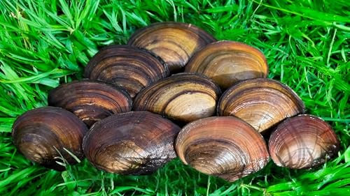 10x Teichmuscheln, Natürlicher Wasserklärer für Teich & Aquarium, Dekorativ