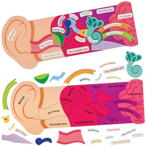Baker Ross FN456 Human Ear Kits - Pack of 4, STEM, Science, Health and Learning Aids for Kids and Schools