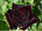 Zennixplus Black Baccara Hybrid Rose Shrub Flower Seeds: Only seeds
