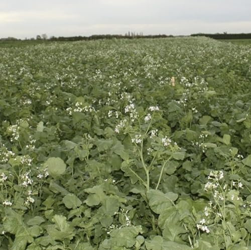 Fodder (Tillage) Radish Seed 1kg Green Manure (Nitrogen Holder and Grows in Cold Soil) LGH