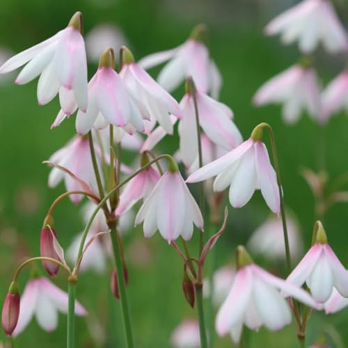 märzenbecher dekopflanzen frühlingsblumen gartenblumen hochbeett wildblumen steingartenpflanzen hochbeet balkon indoor garten kräutergarten deko büro pflanzenkübel balkongarten 8zwiebeln