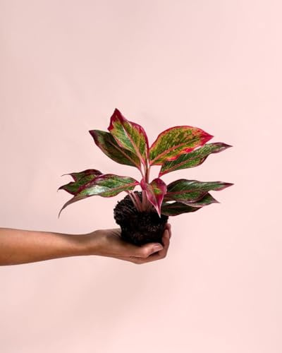 PUR PLANT Aglaonema Red Fire M | Planta Natural de Interior Tropical | Aglaonema de Hojas Rojas Decorativas | Maceta de Ø12 cm