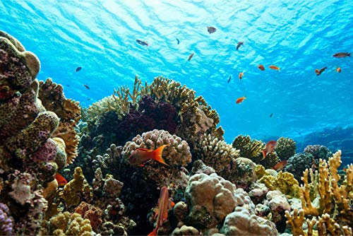 Muralo Selbstklebende Fototapete 460 x 300 Natur Ozean Meer Tapete Wasser Unterwasserwelt Korallenriff Tiere Wohnzimmer Schlafzimmer Wandbilder XXL Wand Br. 460 cm x Hö. 300 cm