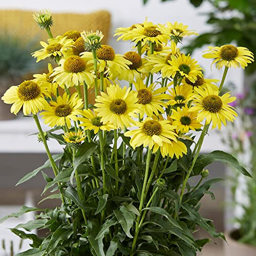 Echinacea SunSeekers Yellow - Coneflower | Outdoor Perennial Plants Garden Ready (15-25cm Incl. Pot)