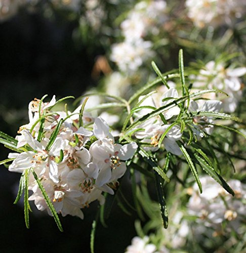 Orangenblume White Dazzler 60-80cm - Choisya ternata - lebende Gartenpflanze aus den Baumschulen