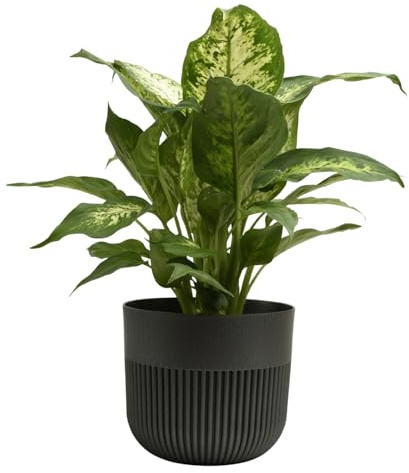 B2C Matt Ribbed Flower Pot – Modern Plastic Planter for Indoor & Outdoor Plants, Herbs & Succulents – Lightweight, Durable, Easy-Clean Design – Multiple Sizes & Colours (Graphite, 13cm)