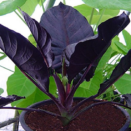 20 semi/pacchetto Alocasia Jewel Seeds del Borneo ~ Kapit Alocasia infernalis VIOLA orecchio di elefante sml pianta in vaso