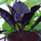 20 semi/pacchetto Alocasia Jewel Seeds del Borneo ~ Kapit Alocasia infernalis VIOLA orecchio di elefante sml pianta in vaso