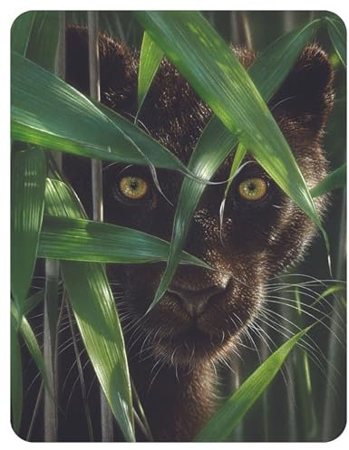 3D LiveLife Magnet - Wild Eyes from Deluxebase. Lenticular 3D Safari Fridge Magnet. Magnetic decor for kids and adults with artwork licensed from renowned artist, Collin Bogle
