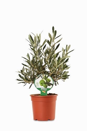 Olivo Cespuglio in Vaso di Plastica Riciclabile, Ø 15 cm, Colore verde oliva 40 cm di altezza - pianta viva