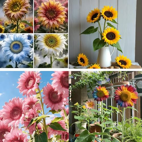 200+ Sunflower Flower Seeds for Planting, Mixed Color Exotic Sunflower Seed, Heirloom Non-GMO Perennial Rare Sunflower Flower Seeds for Garden Home