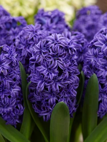 Hyazinthe Royal Navy | 5 Stück | Blumenzwiebel | Schnittblume | duftend | Verwildernd | Topfpflanze | Geeignet für Kübel | Blau | 100% Blütegarantie | QFB Gardening | Hyazinthenzwiebel | Bienenblume