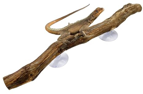 Branches Pour Reptiles - Bois De Vigne 30 cm | Branche Grimpante Pour Reptile avec Ventouse, Décoration Unique pour Terrarium, Accessoire Naturel pour Serpents, Lézards et Geckos | Branches de Terrari