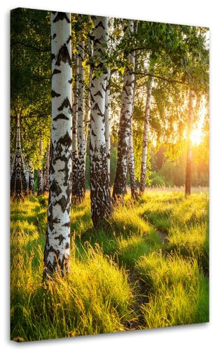 Feeby Bilder - Foto Geschenk - Birkenwald Natur Landschaft - 60x90 1tlg - Leinwandbilder Wohnzimmer - Wandbild über dem Bett - Bild Schlafzimmer - Aesthetic Zimmer Deko - Modern Pictures