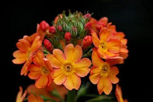 50 Seeds of Primula Bulleyana Candelabra